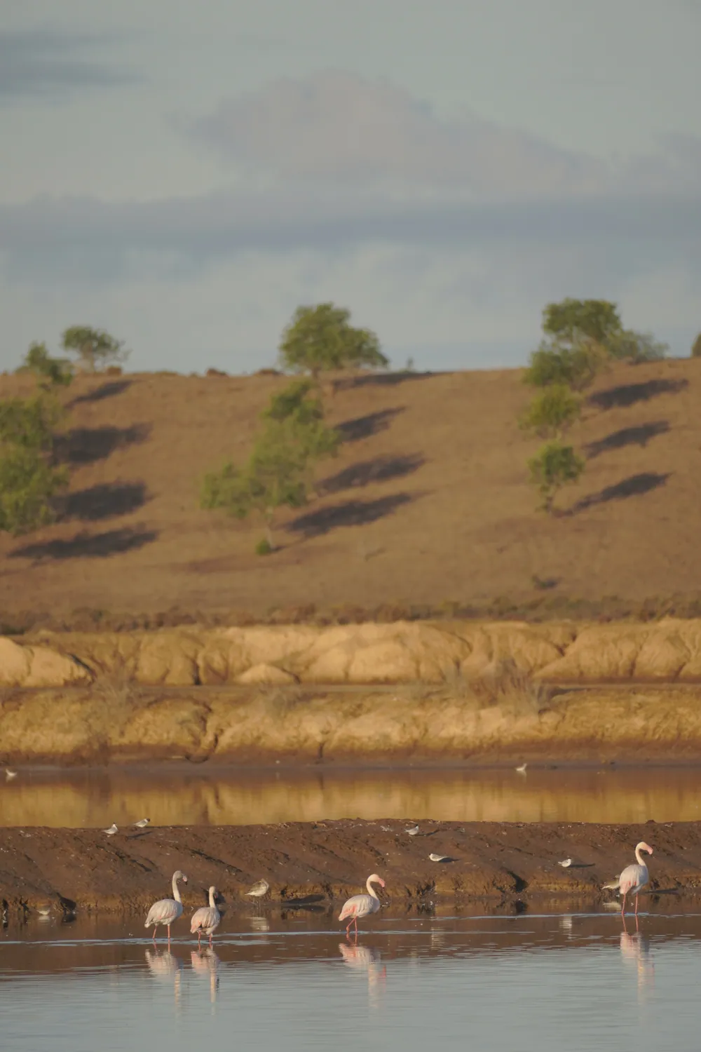 Flamencos en las salinas de Sal Correia, dentro de la Reserva Natural del Sapal de Castro Marim