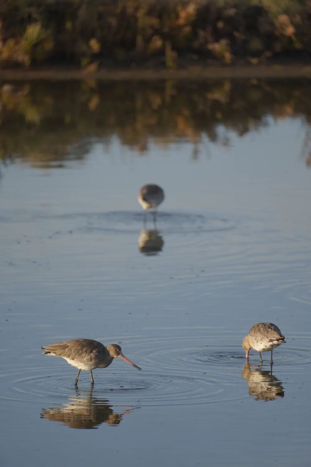 Aves limícolas alimentándose al amanecer en las salinas de la reserva natural